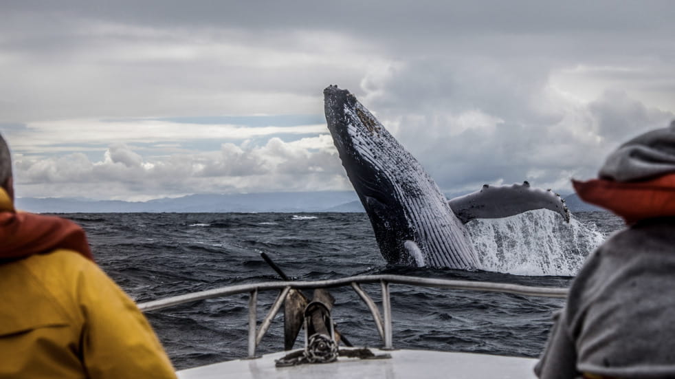 Guide to where to see whales in canada 